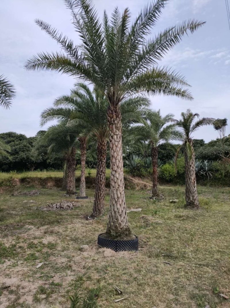 中东海枣基地中东海枣工程苗木银海枣大量供应