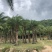 中东海枣基地中东海枣工程苗木银海枣大量供应