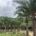 中东海枣基地中东海枣工程苗木银海枣大量供应