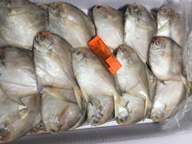 码头到工厂，东海白鲳，靓，买它买它，就是买它
