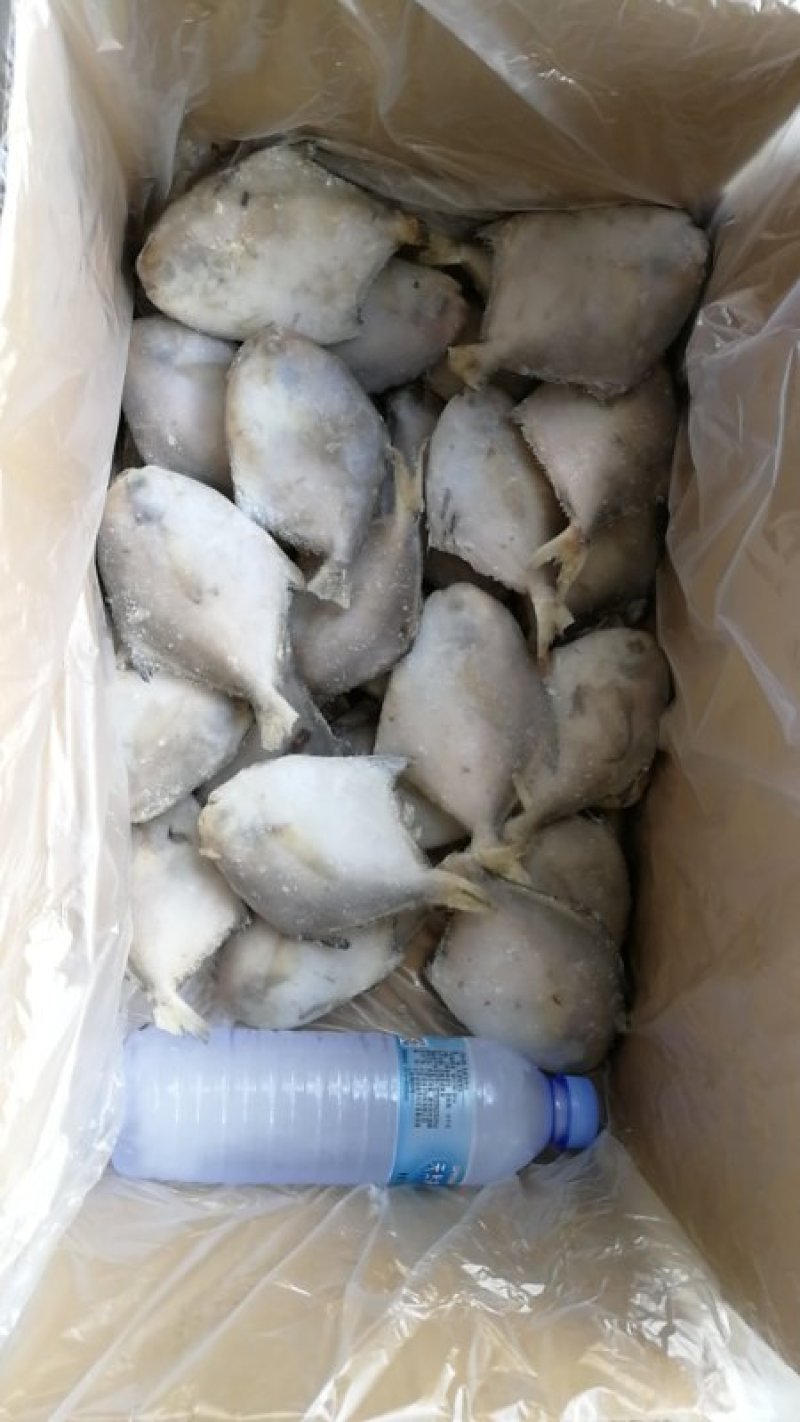 码头到工厂，东海白鲳，靓，买它买它，就是买它