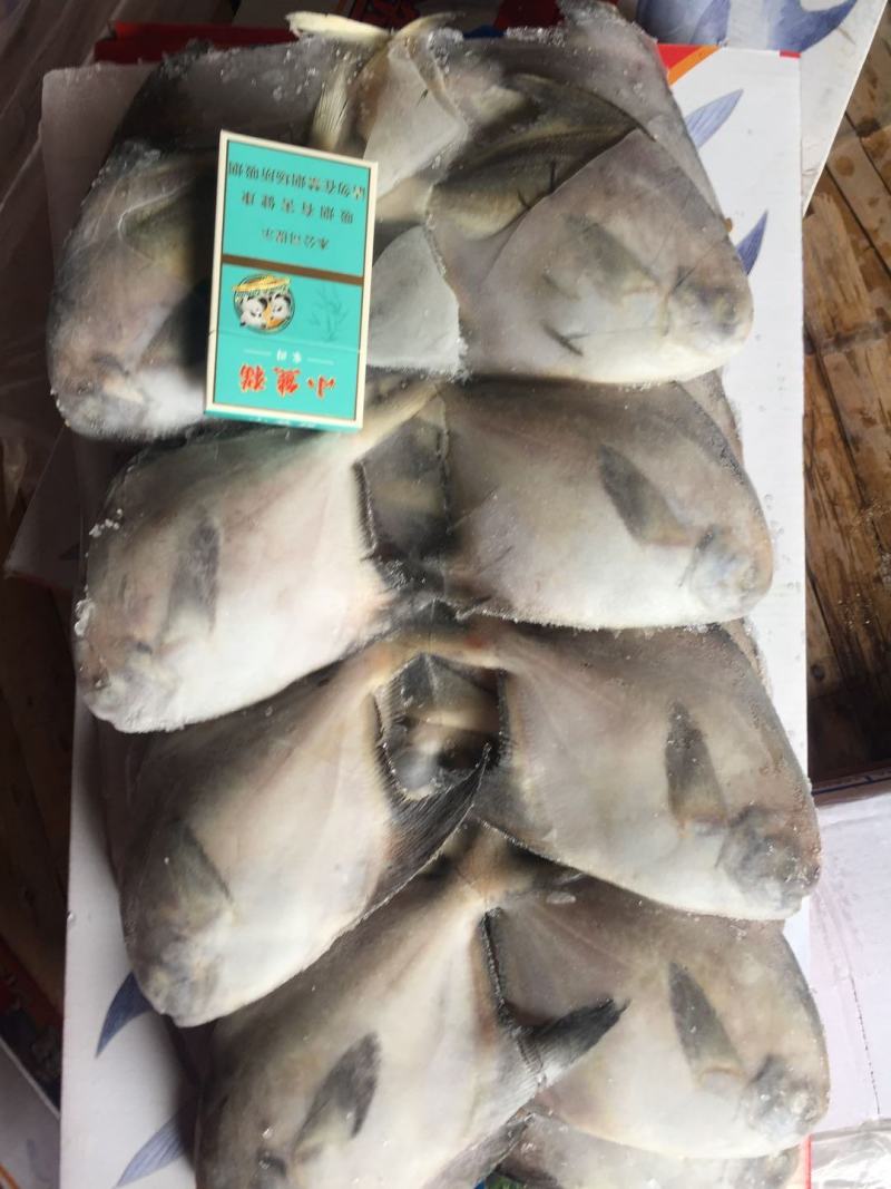码头到工厂，东海白鲳，靓，买它买它，就是买它