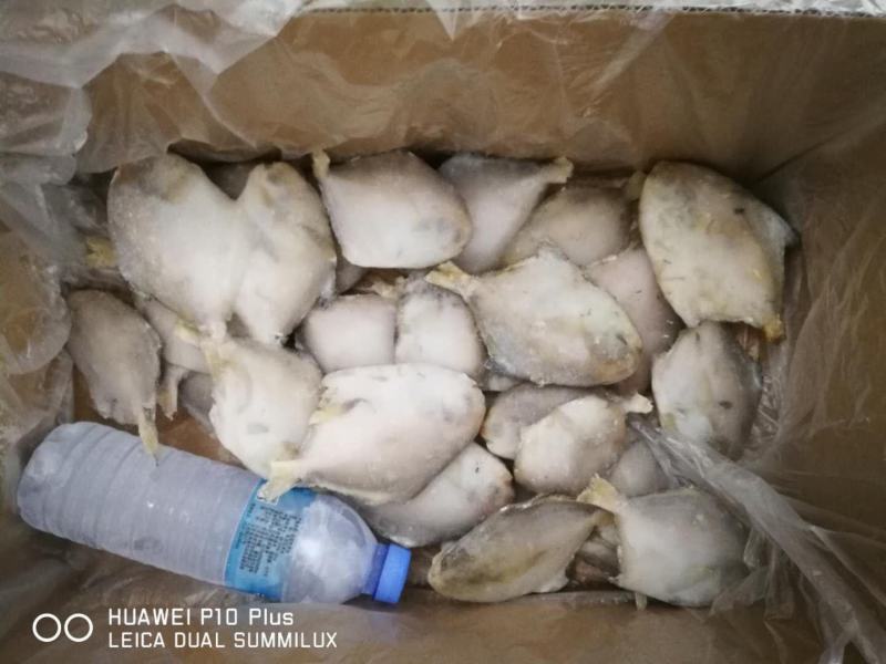 码头到工厂，东海白鲳，靓，买它买它，就是买它