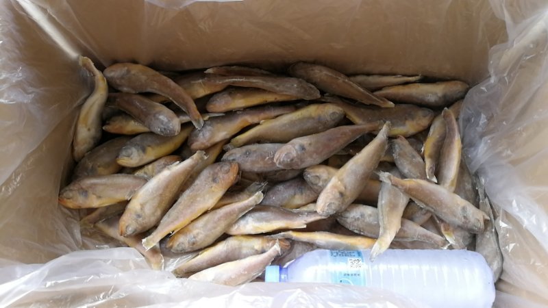 码头到工厂，东海白鲳，靓，买它买它，就是买它