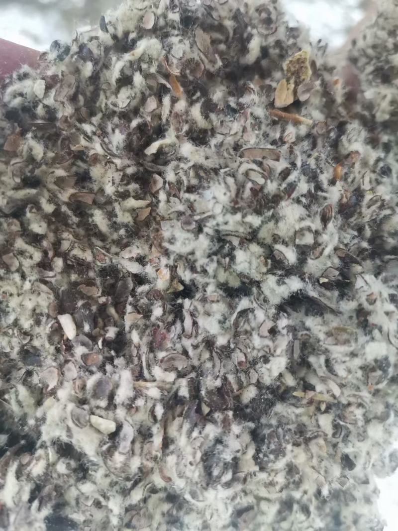 新疆优质棉籽壳，蘑菇种植，食用菌栽培