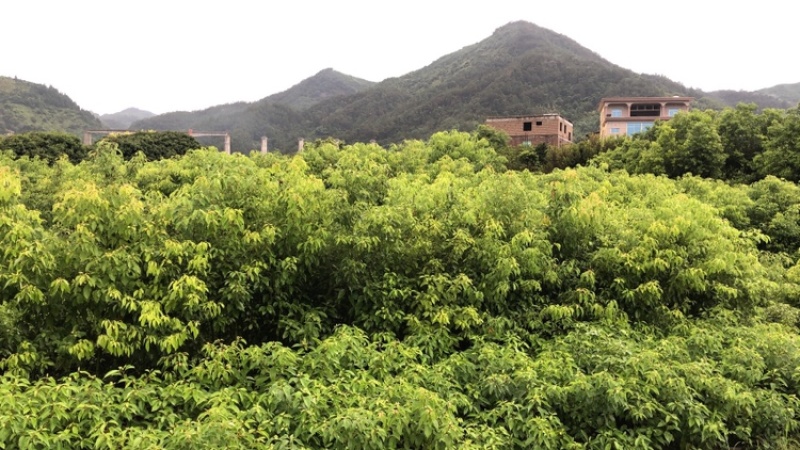香樟小苗香樟容器苗香樟工程苗大量批发