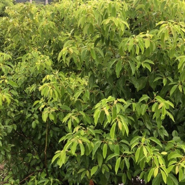 香樟小苗香樟容器苗香樟工程苗大量批发