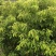 香樟小苗香樟容器苗香樟工程苗大量批发