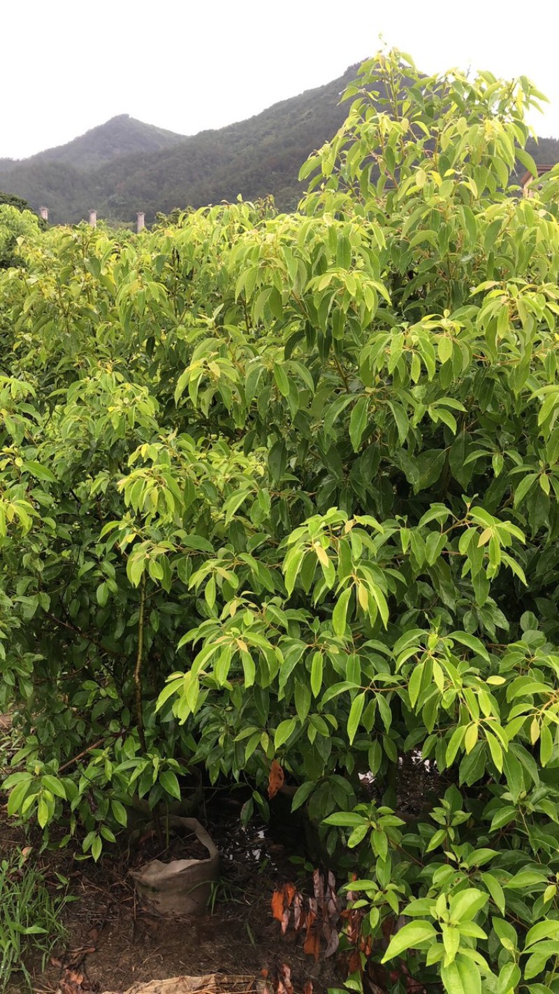 香樟小苗香樟容器苗香樟工程苗大量批发