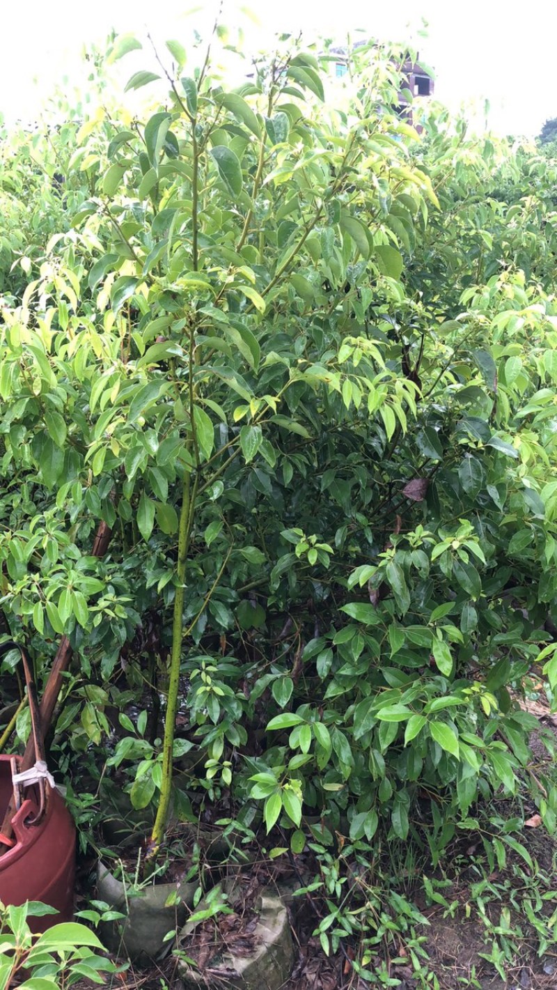 香樟小苗香樟容器苗香樟工程苗大量批发