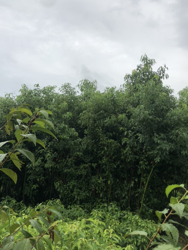 香樟小苗香樟容器苗香樟工程苗大量批发