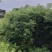 香樟小苗香樟容器苗香樟工程苗大量批发
