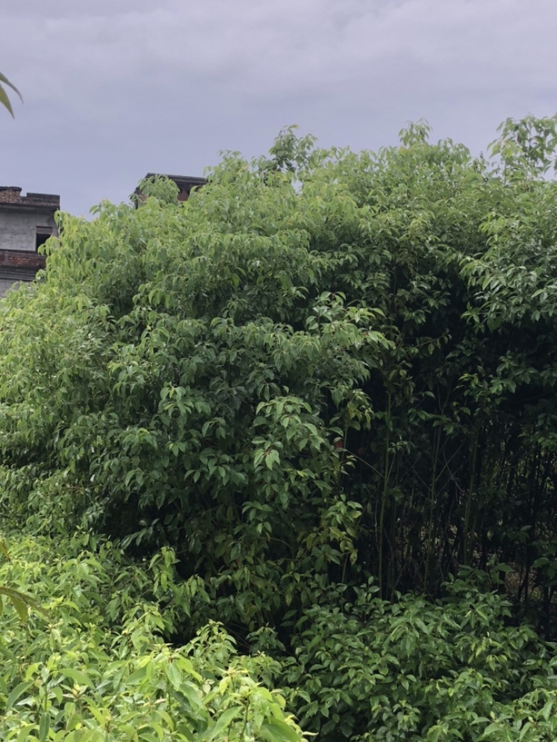 香樟小苗香樟容器苗香樟工程苗大量批发