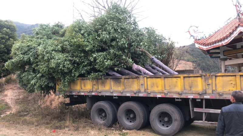 天竺桂工程苗天竺桂截杆苗天竺桂农户直销