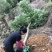 天竺桂工程苗天竺桂截杆苗天竺桂农户直销