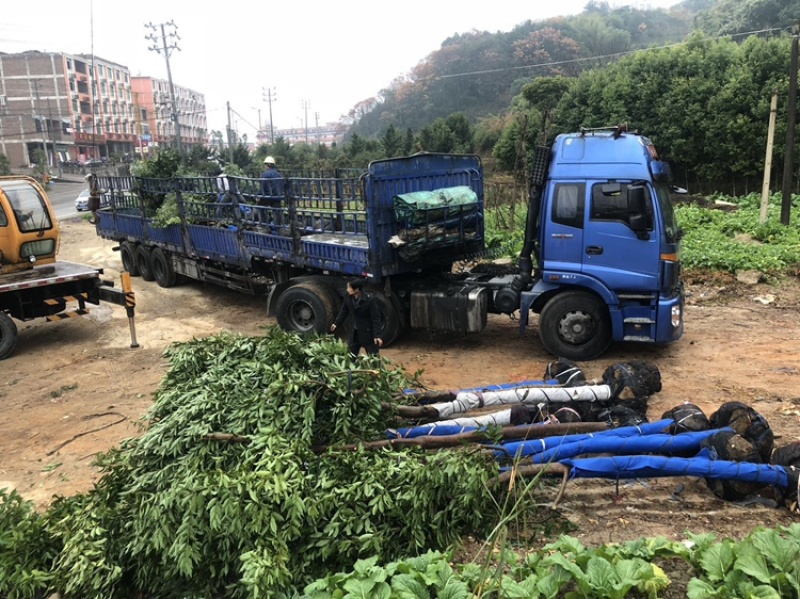 天竺桂工程苗天竺桂截杆苗天竺桂农户直销
