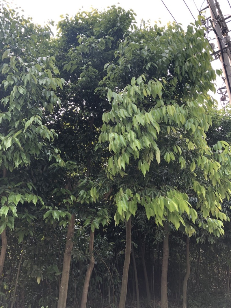 天竺桂工程苗天竺桂截杆苗天竺桂农户直销