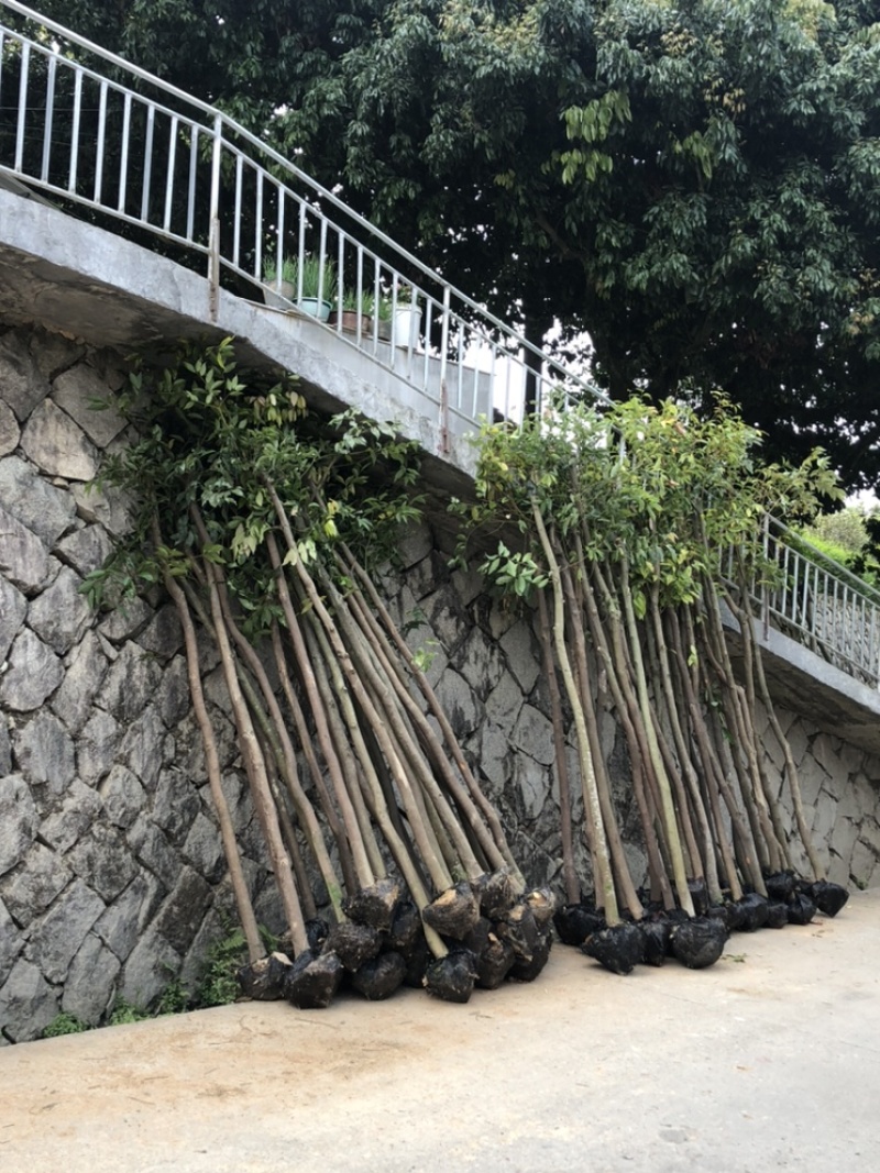 天竺桂工程苗天竺桂截杆苗天竺桂农户直销