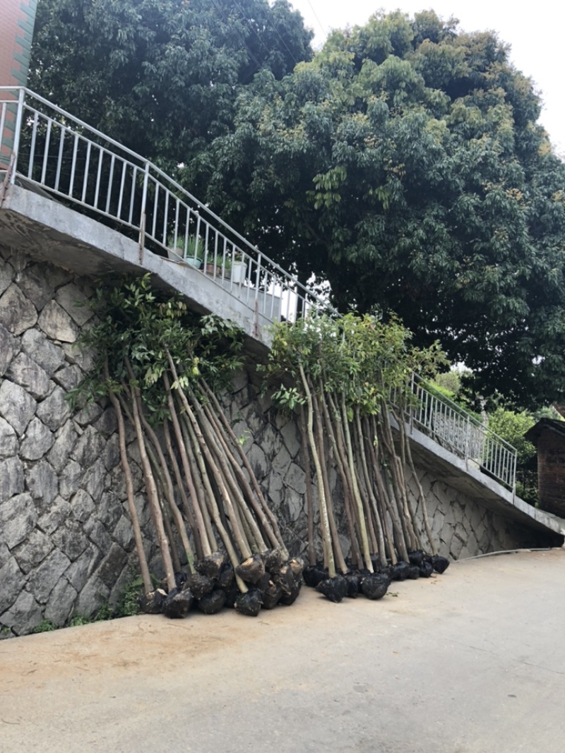 天竺桂工程苗天竺桂截杆苗天竺桂农户直销