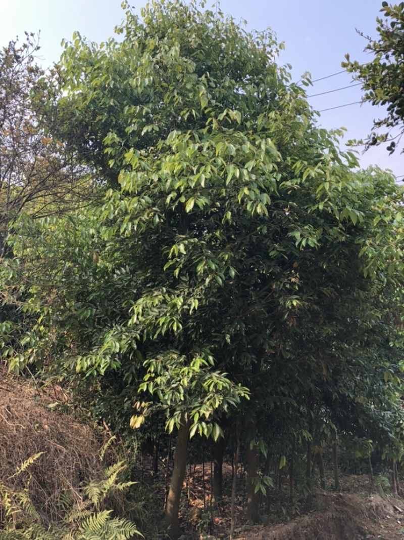 天竺桂工程苗天竺桂截杆苗天竺桂农户直销