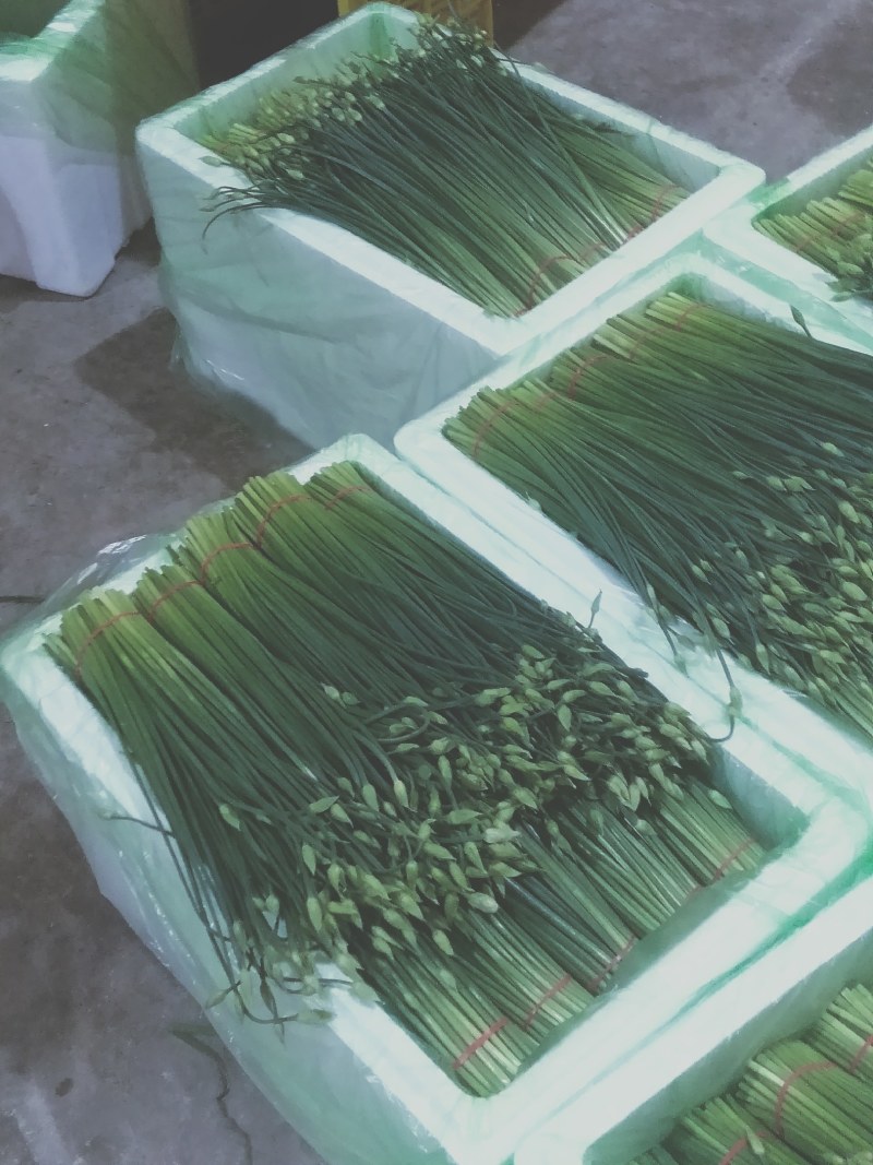 精品韭苔大量有货需要可以联系，质量**，品质保证，