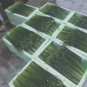 精品韭苔大量有货需要可以联系，质量**，品质保证，