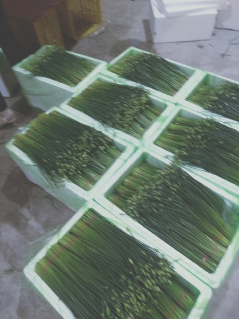 精品韭苔大量有货需要可以联系，质量**，品质保证，