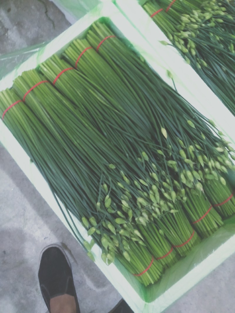 精品韭苔大量有货需要可以联系，质量**，品质保证，