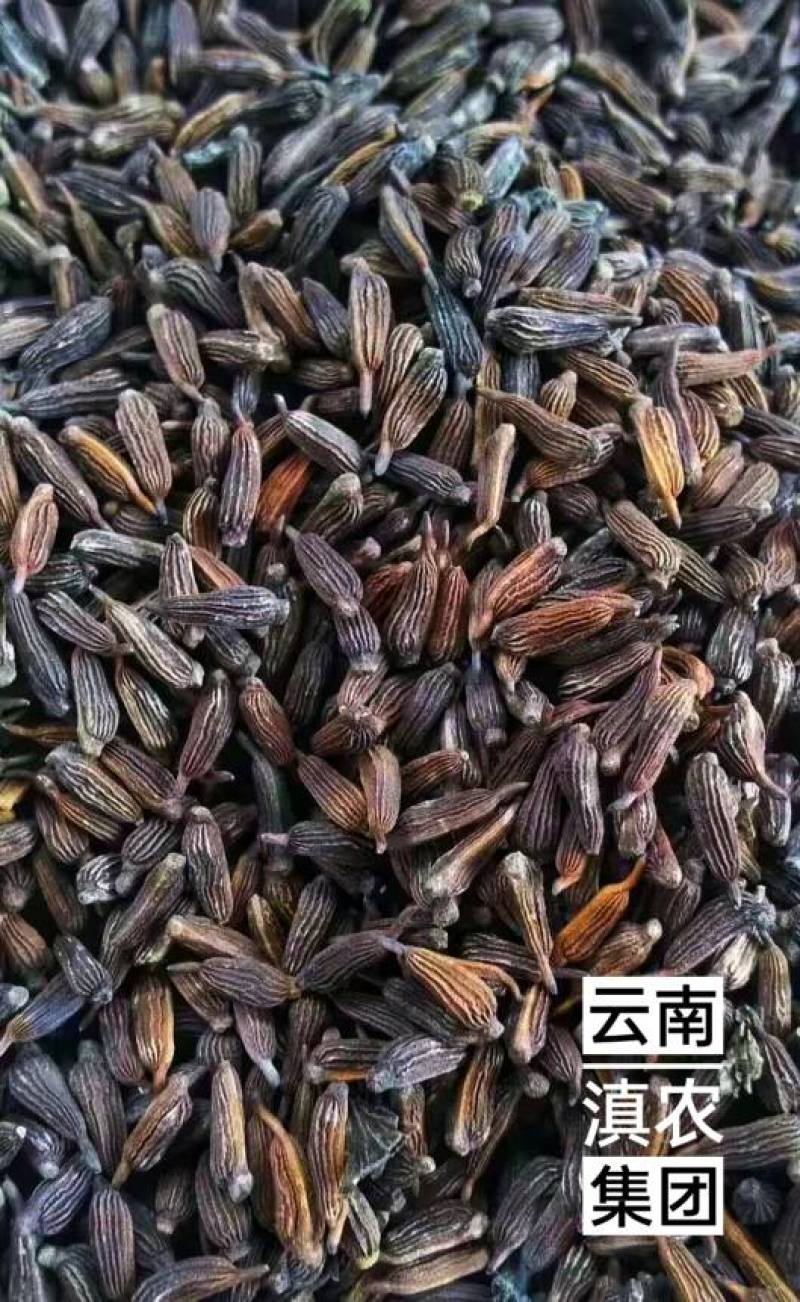百部种子_百部种子多少钱一斤_对叶多芽大百部育苗技术