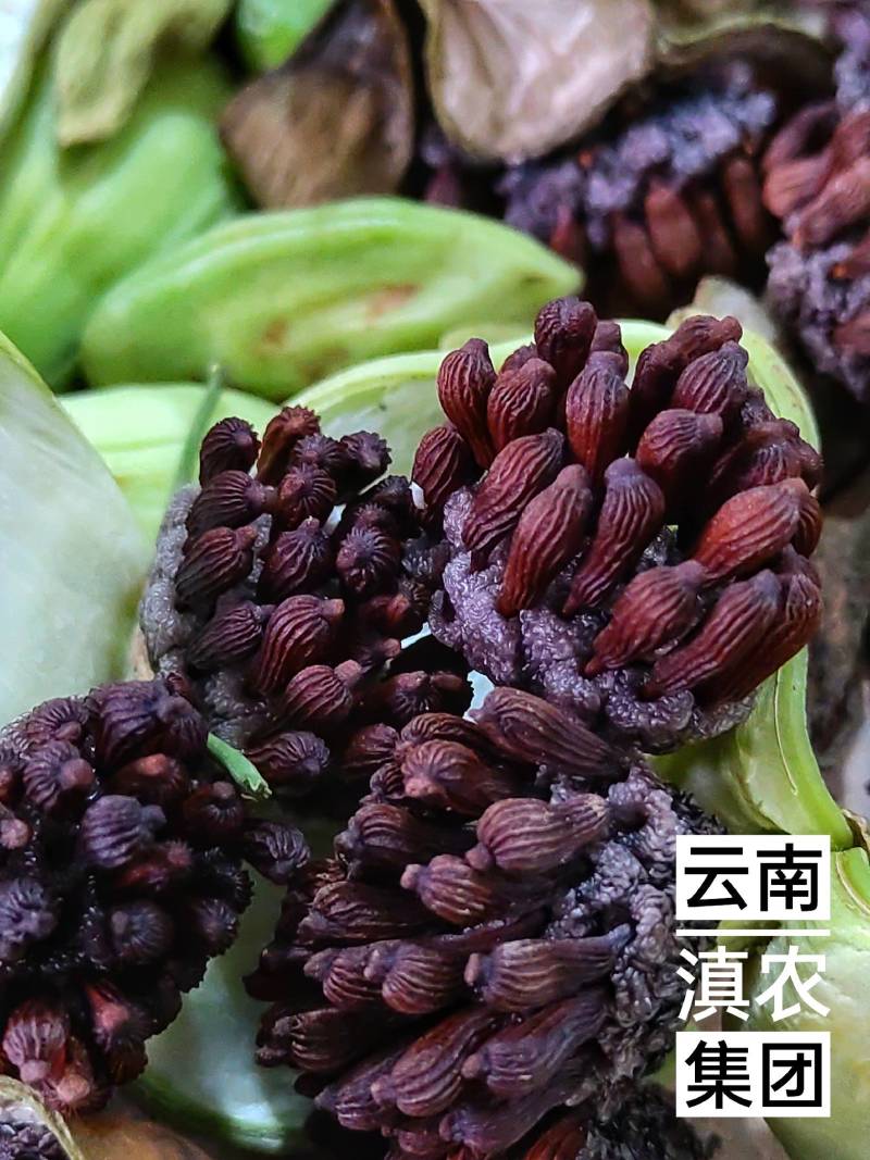 百部种子_百部种子多少钱一斤_对叶多芽大百部育苗技术