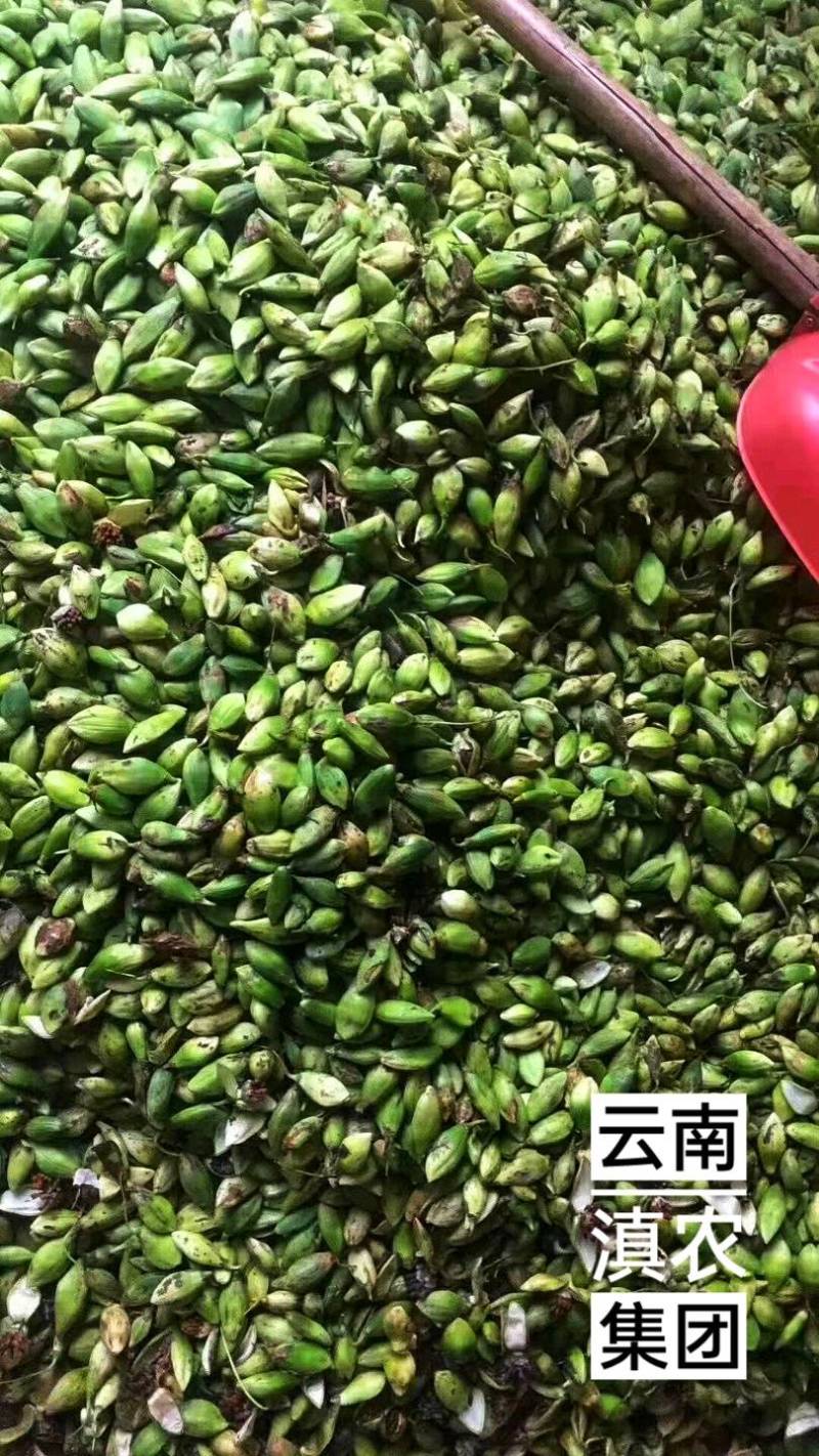 百部种子_百部种子多少钱一斤_对叶多芽大百部育苗技术