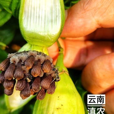 百部种子_百部种子多少钱一斤_对叶多芽大百部育苗技术