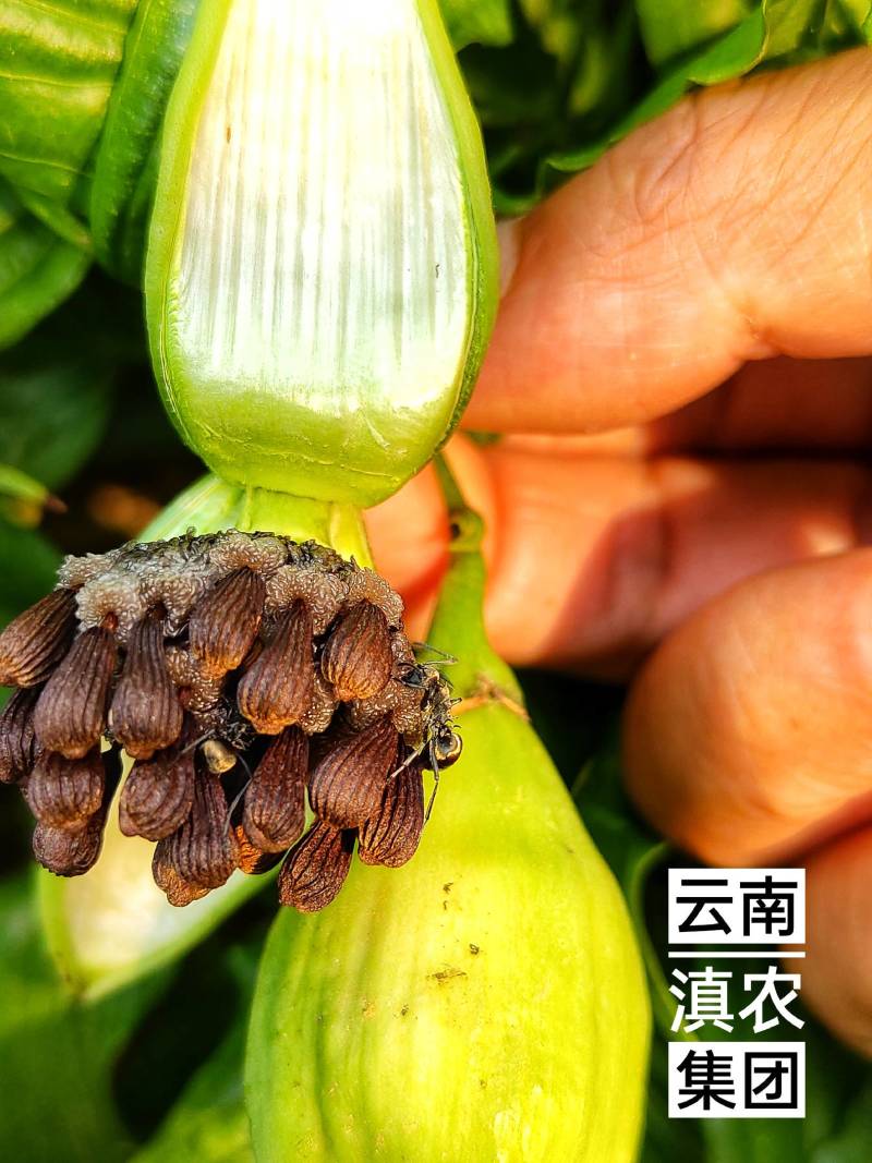 百部种子_百部种子多少钱一斤_对叶多芽大百部育苗技术