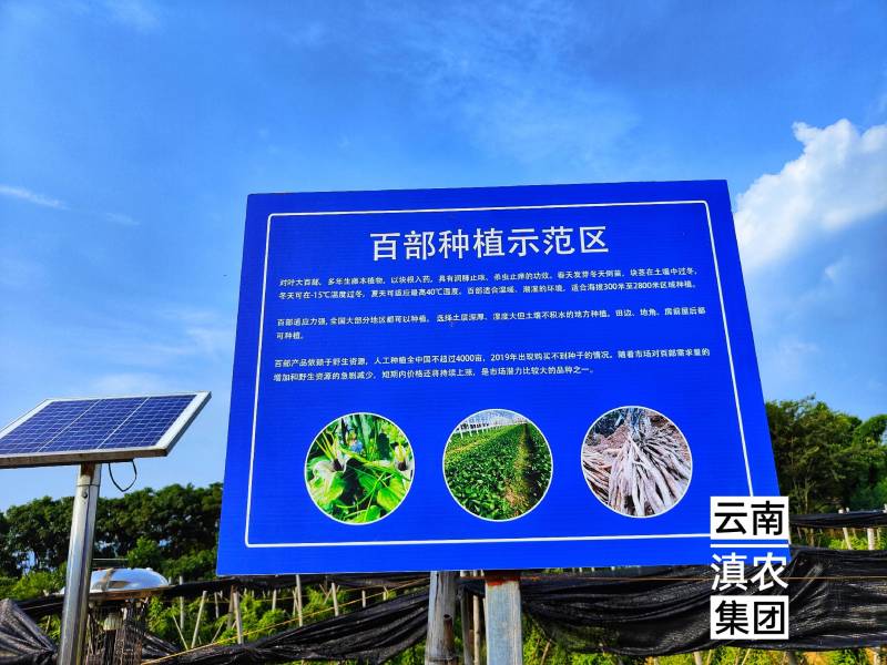 百部种子_百部种子多少钱一斤_对叶多芽大百部育苗技术