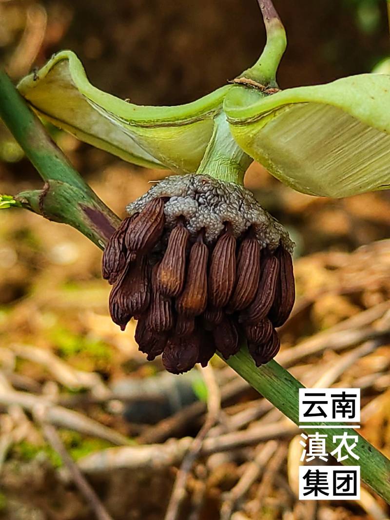 百部种子_百部种子多少钱一斤_对叶多芽大百部育苗技术