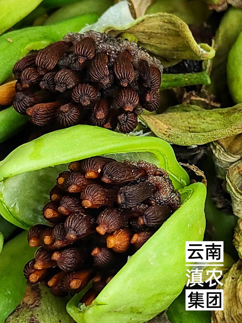 百部种子_百部种子多少钱一斤_对叶多芽大百部育苗技术