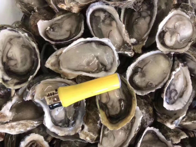 生蚝