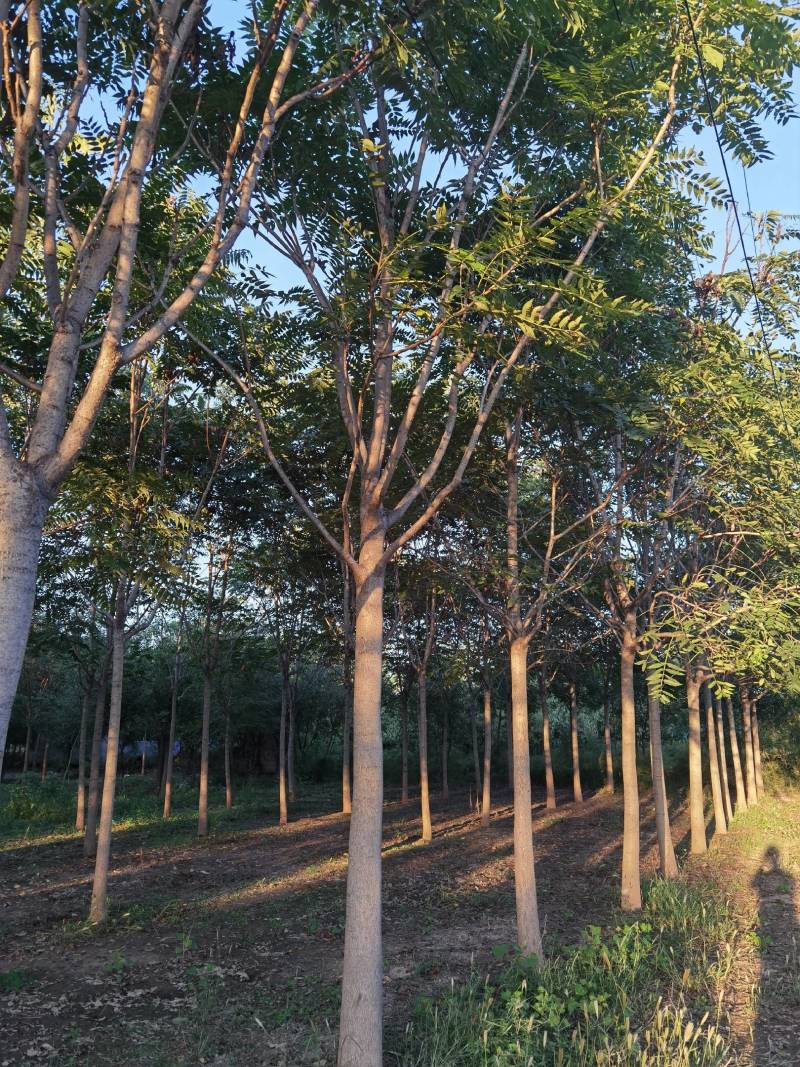 白皮臭椿、千头椿现货大量供应中，现场打号指树装车