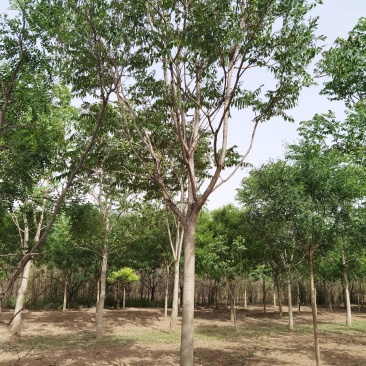 白皮臭椿、千头椿现货大量供应中，现场打号指树装车