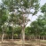 现货供应8-20公分白皮臭椿,千头椿，看质量说价格