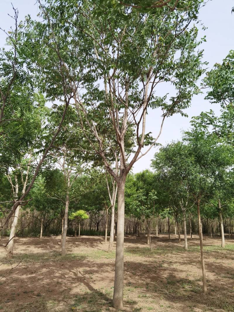 现货供应8-20公分白皮臭椿,千头椿，看质量说价格