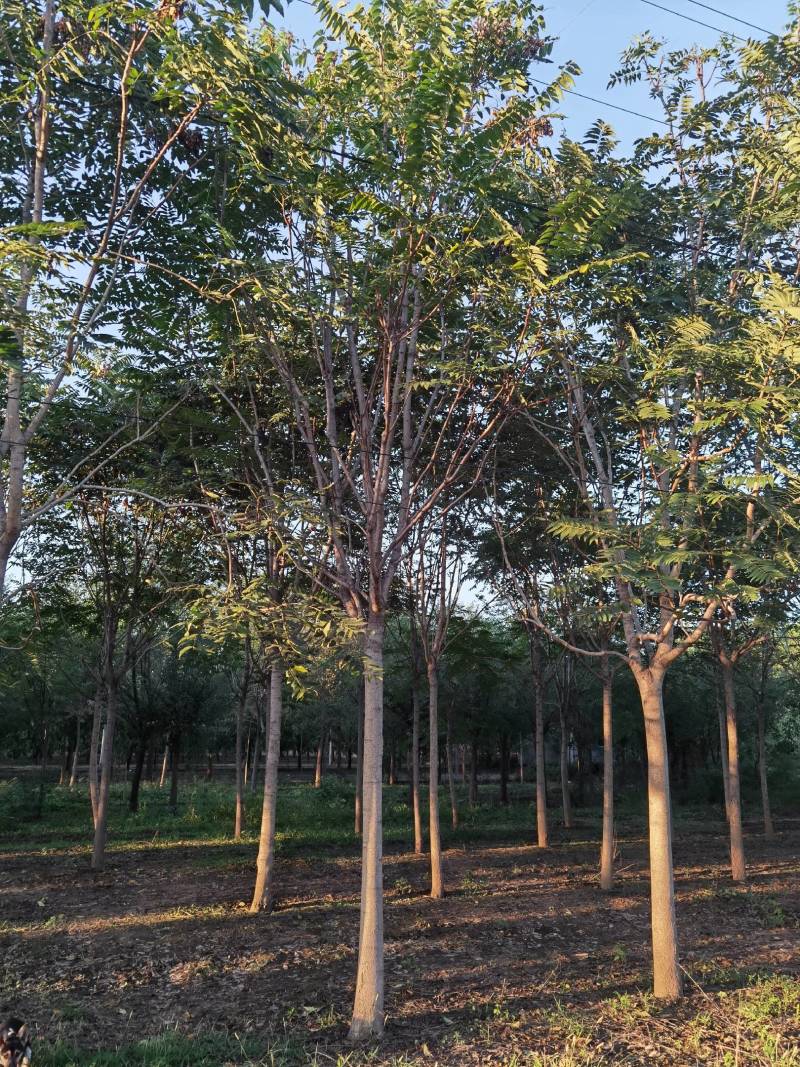 现货供应8-20公分白皮臭椿,千头椿，看质量说价格
