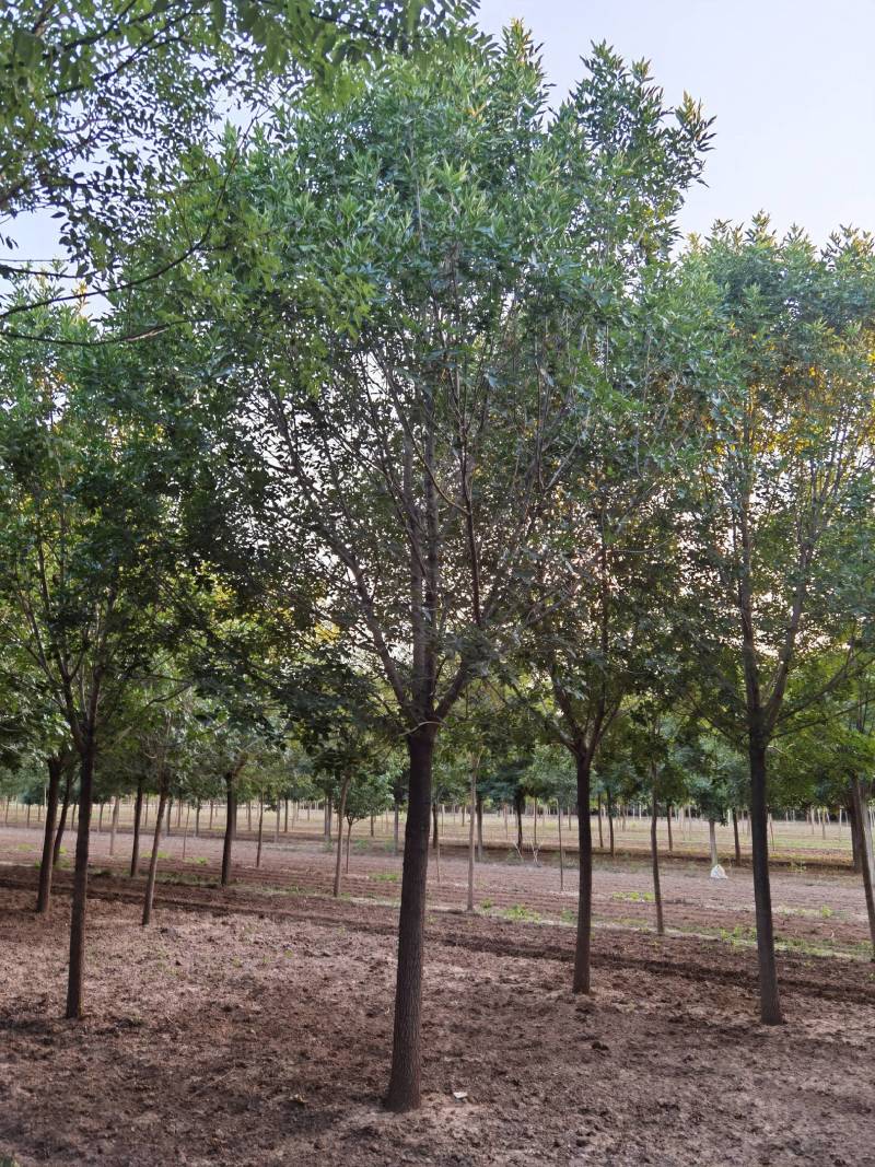 供应10-30公分老白蜡、速生白蜡，一级二级树均有货