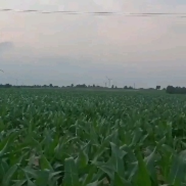 寻找合作伙伴大面积种植农作物，有想法的联系我
