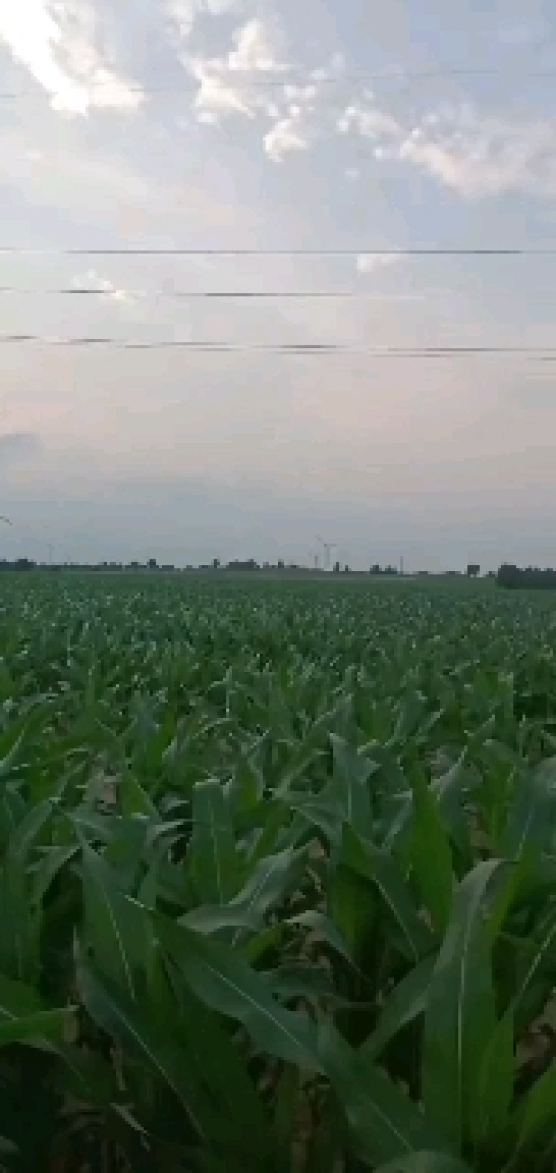 寻找合作伙伴大面积种植农作物，有想法的联系我