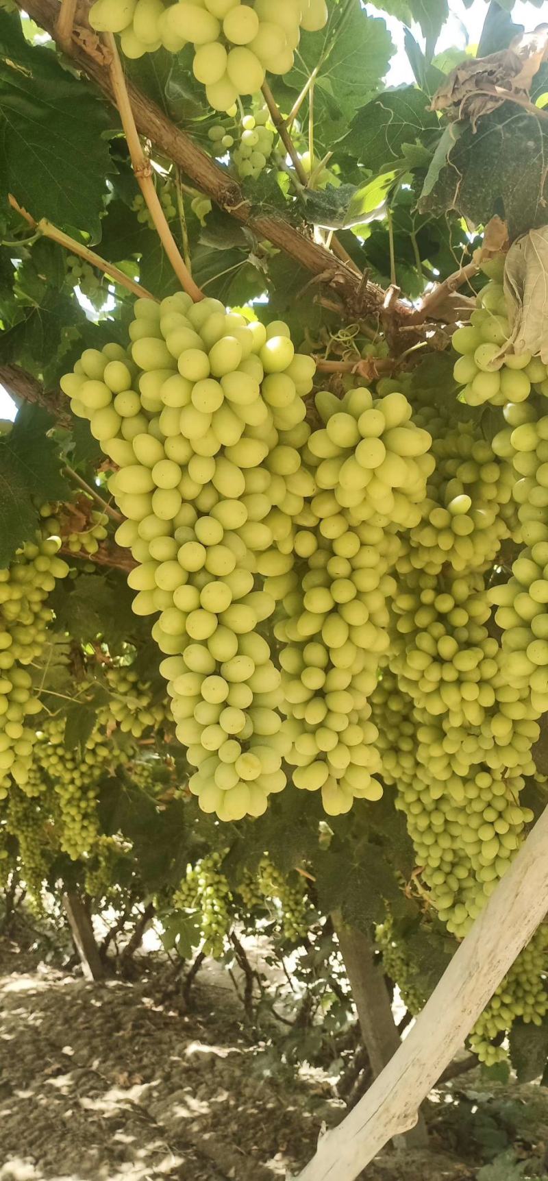 敦煌无核白葡萄大量上市了，欢迎各位老板前来收购，无核白葡