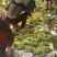 敦煌无核白葡萄大量上市了，欢迎各位老板前来收购，无核白葡