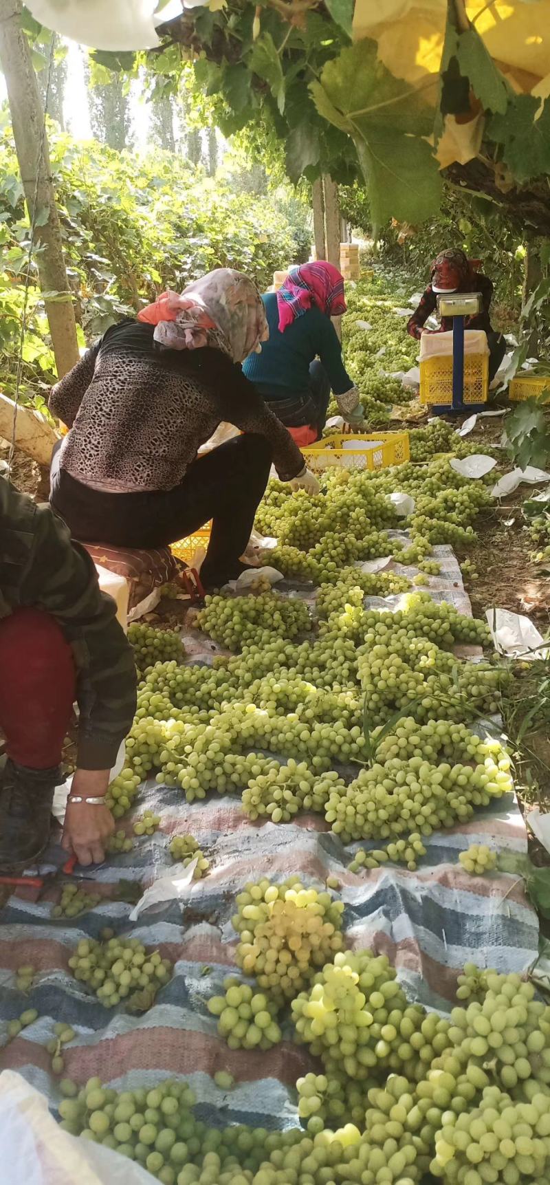 敦煌无核白葡萄大量上市了，欢迎各位老板前来收购，无核白葡