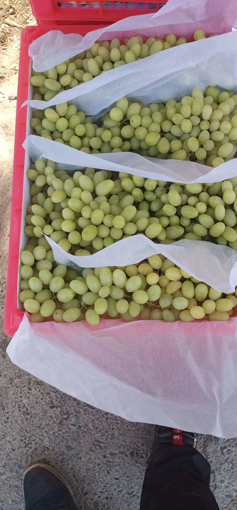 敦煌无核白葡萄大量上市了，欢迎各位老板前来收购，无核白葡