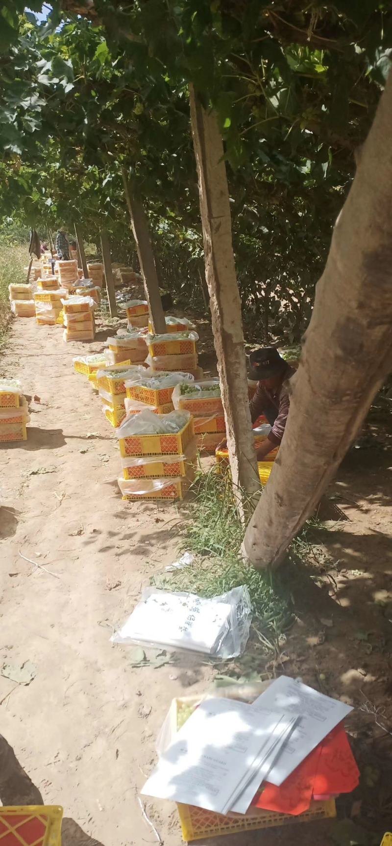敦煌无核白葡萄大量上市了，欢迎各位老板前来收购，无核白葡